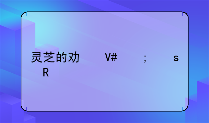 田七灵芝乌鸡汤的做法！田七灵芝炖鸡汤功效