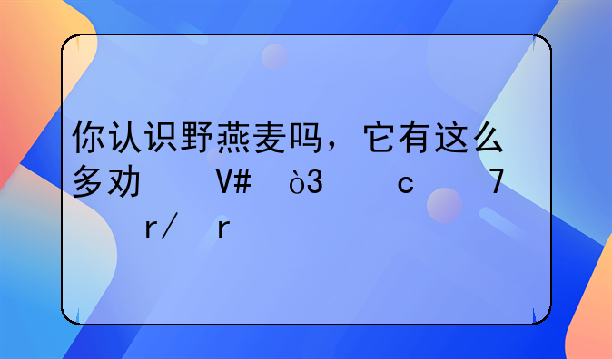 野燕麦的功效与作用__你认识野燕麦吗，它有这么多功效，还不快看看