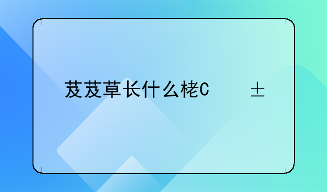 芨芨草是什么样